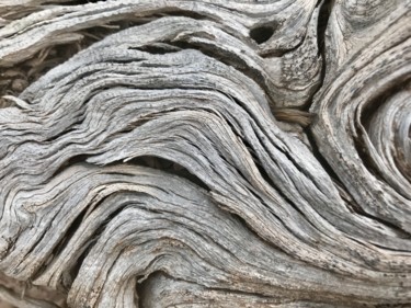 Фотография под названием "Cedar" - Igzotic, Подлинное произведение искусства, Цифровая фотография