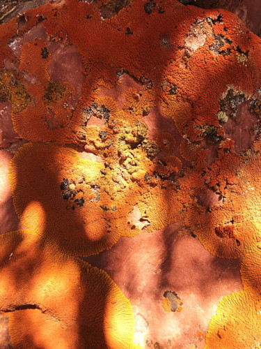 摄影 标题为“Lichens” 由Igzotic, 原创艺术品, 数码摄影