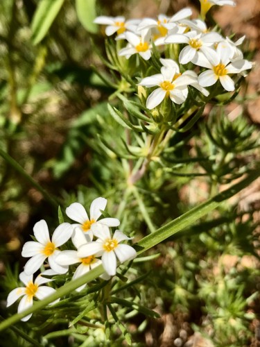 Alpine Phlox Photography titled "Alpine Phlox" by Igzotic, Original Art, Non Manipulated Photography