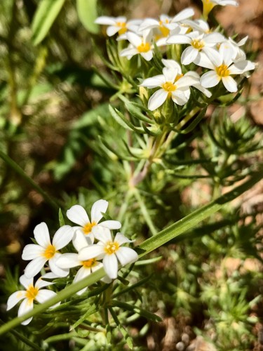 Photography titled "Alpine Phlox" by Igzotic, Original Artwork, Non Manipulated Photography