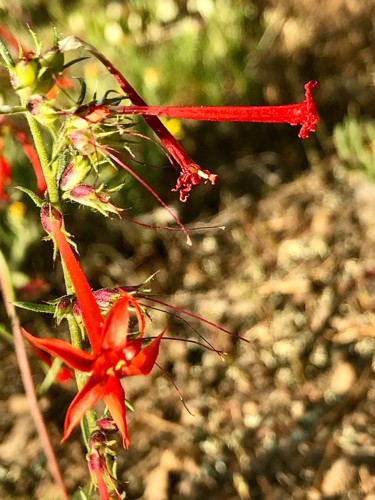 Fotografie getiteld "Scarlet Gilia" door Igzotic, Origineel Kunstwerk, Digitale fotografie