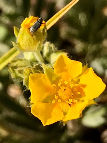 Photographie intitulée "Woolly Cinquefoil" par Igzotic, Œuvre d'art originale, Photographie numérique