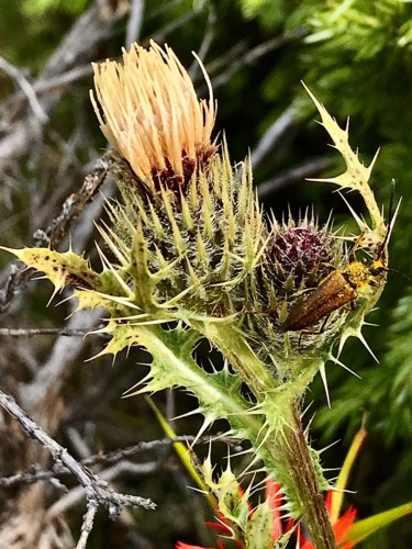 Photography titled "Thistle and Beetle" by Igzotic, Original Artwork, Digital Photography