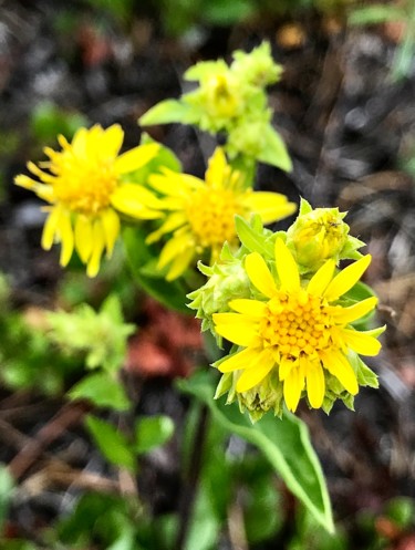 Photography titled "Dwarf Golden Aster 2" by Igzotic, Original Artwork, Digital Photography