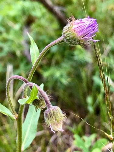 Wildflower Bloom Photography titled "Wildflower Bloom" by Igzotic, Original Art, Digital Photography