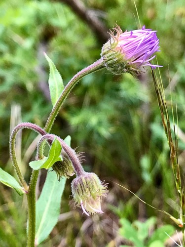 Photographie intitulée "Wildflower Bloom" par Igzotic, Œuvre d'art originale, Photographie numérique