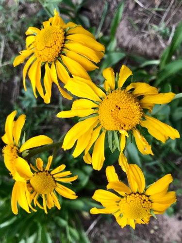 Фотография под названием "Yellow Wildflowers" - Igzotic, Подлинное произведение искусства, Цифровая фотография