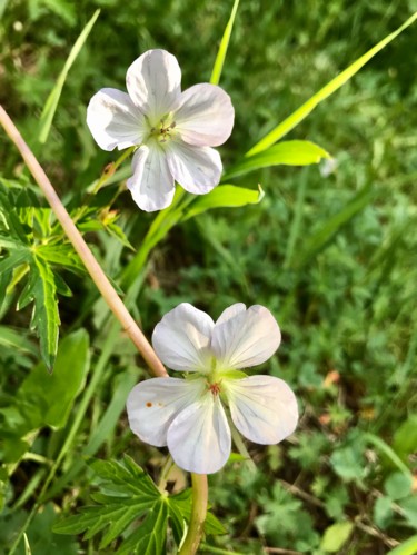 Richardson’s Geranium Photography titled "Richardson’s Gerani…" by Igzotic, Original Art, Digital Photography