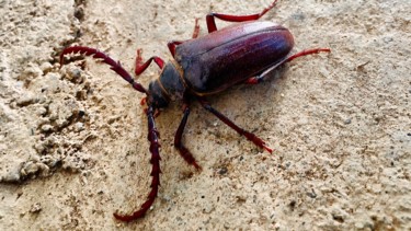 Photographie intitulée "Longhorn Beetle" par Igzotic, Œuvre d'art originale, Photographie numérique