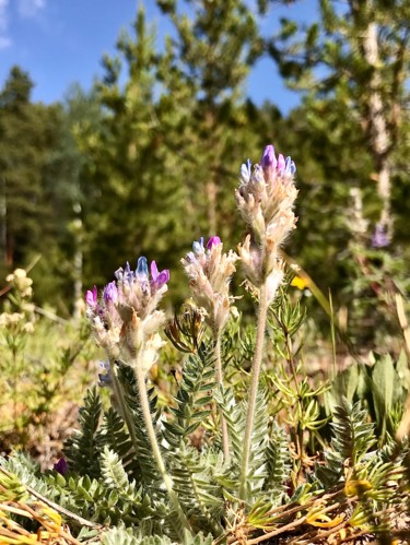 Photography titled "Colorful Wildflowers" by Igzotic, Original Artwork, Digital Photography