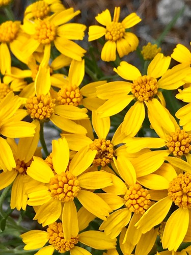 Fotografie mit dem Titel "Golden Wildflowers" von Igzotic, Original-Kunstwerk, Digitale Fotografie