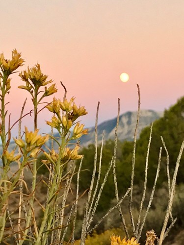 Photography titled "Desert Flowers at M…" by Igzotic, Original Artwork, Non Manipulated Photography