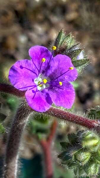 Фотография под названием "Purple Wildflower" - Igzotic, Подлинное произведение искусства, Цифровая фотография