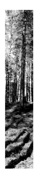 Photographie intitulée "trees" par Ilka Trent, Œuvre d'art originale