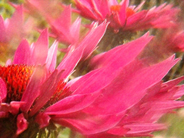 Fotografie mit dem Titel "echinacea blossom" von Ilona Surrey, Original-Kunstwerk