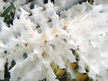 Fotografia intitulada "Rhododendron blossom" por Ilona Surrey, Obras de arte originais