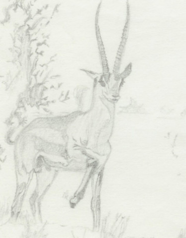 Drawing titled "impala" by Paul Meier, Original Artwork, Pencil