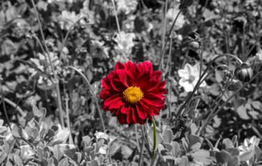 Photography titled "Dalia Flower" by Debra Casey, Original Artwork, Digital Photography