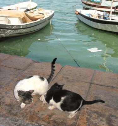 Photographie intitulée "Couple de Chats" par Stéphane Maucci, Œuvre d'art originale