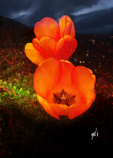 Arte digital titulada "Tulipes" por Yve'S, Obra de arte original, Trabajo Digital 2D