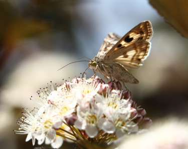 Fotografia zatytułowany „Butterfly” autorstwa Аш, Oryginalna praca