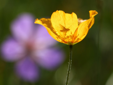 Фотография под названием "California Poppy" - Аш, Подлинное произведение искусства