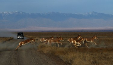 Fotografia zatytułowany „Herd of wild horses.” autorstwa Аш, Oryginalna praca