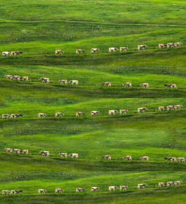 Photographie intitulée "Cow Trail" par Lara Lind, Œuvre d'art originale, Photographie numérique