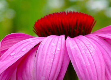 Photographie intitulée "Echinacea" par Lara Lind, Œuvre d'art originale, Photographie numérique