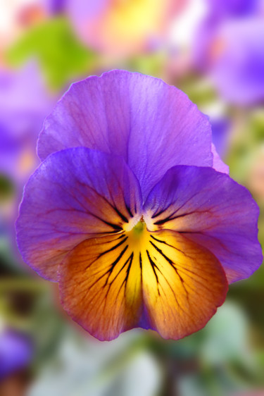 Photographie intitulée "Violet" par Lara Lind, Œuvre d'art originale, Photographie numérique