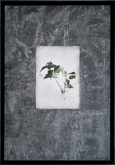 Fotografía titulada "Plate #002" por Keiichiro Muramatsu, Obra de arte original, Fotografía digital Montado en Aluminio