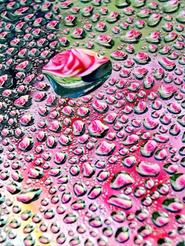 Fotografie getiteld "Red Rose Raindrops" door Ingrid Blaurock, Origineel Kunstwerk, Digitale fotografie Gemonteerd op Metaal