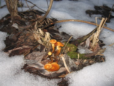 Photographie intitulée "Зимние грибы" par Sebini, Œuvre d'art originale, Photographie numérique