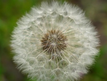 Photography titled "dandelion" by Inka, Original Artwork