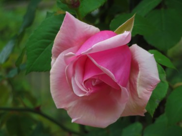 Photographie intitulée "Rose_2" par Inspired By Nature, Œuvre d'art originale