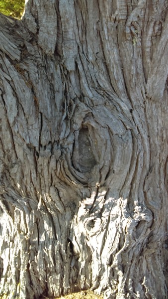 Фотография под названием "écorce d arbre en é…" - Dany Fantoli, Подлинное произведение искусства, Не манипулируемая фотограф…