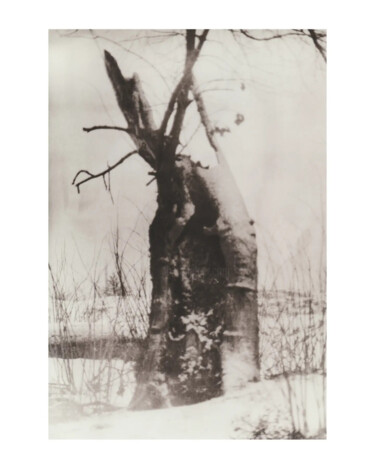 Fotografie mit dem Titel "The old tree" von Ira Kolominova, Original-Kunstwerk, Analogdruck