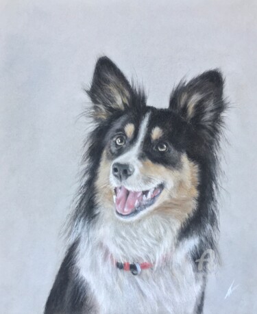 Dessin intitulée "Border Collie portr…" par Irene_art, Œuvre d'art originale, Pastel