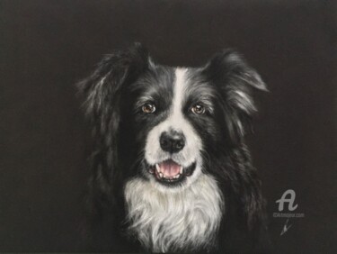 Disegno intitolato "Border collie" da Irene_art, Opera d'arte originale, Pastello