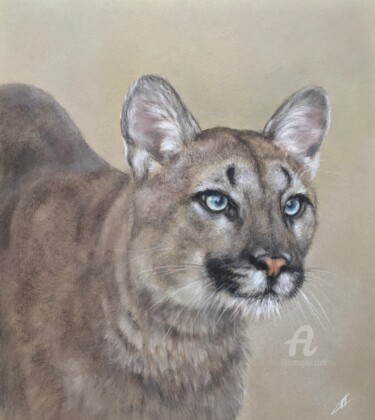 Drawing titled "Cougar" by Irene_art, Original Artwork, Pastel