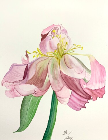 Painting titled "Welke Christrose" by Irina Brendel, Original Artwork, Watercolor