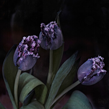 Photography titled "New Year tulips" by Irina Dotter, Original Artwork, Manipulated Photography