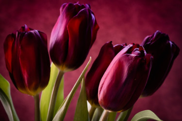 "Wine red tulips .." başlıklı Fotoğraf Irina Dotter tarafından, Orijinal sanat, Fotoşoplu fotoğrafçılık