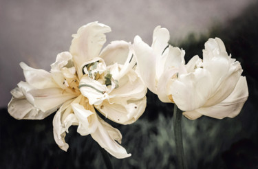 Fotografie mit dem Titel "A pair of tulips" von Irina Dotter, Original-Kunstwerk, Manipulierte Fotografie