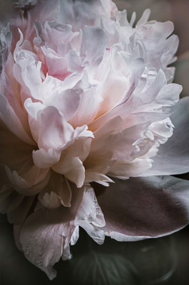 Photography titled "Fragrance" by Irina Dotter, Original Artwork, Manipulated Photography