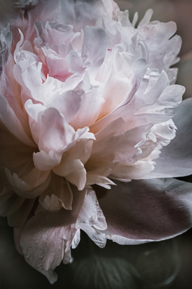 Photographie intitulée "Fragrance" par Irina Dotter, Œuvre d'art originale, Photographie manipulée