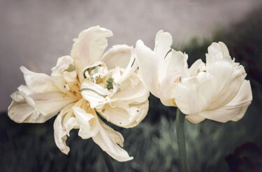 摄影 标题为“Пара белых тюльпанов” 由Irina Dotter, 原创艺术品, 操纵摄影 安装在其他刚性面板上