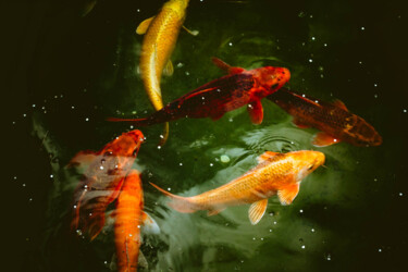 Fotografía titulada "Fish game (Игра рыб…" por Irina Dotter, Obra de arte original, Fotografía manipulada