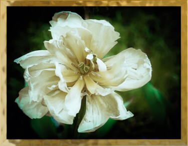 Photographie intitulée "Белый тюльпан" par Irina Dotter, Œuvre d'art originale, Photographie manipulée Monté sur Châssis en…