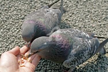 Fotografia intitulada "Zen and pigeons" por Ora, Obras de arte originais